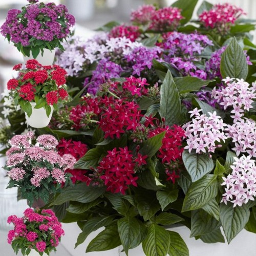 Pentas lanceolata 'Graffiti® F1' mix - Egiptuse tähetrobi 'Graffiti® F1' mix P9/0,55L